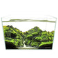 Landen 45P 10 Gallon Rimless Low Iron Aquarium Tank, 17.7" W × 11.8" D × 11.8" H (45cm x 30cm x 30cm)